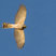 Sharp-shinned Hawk